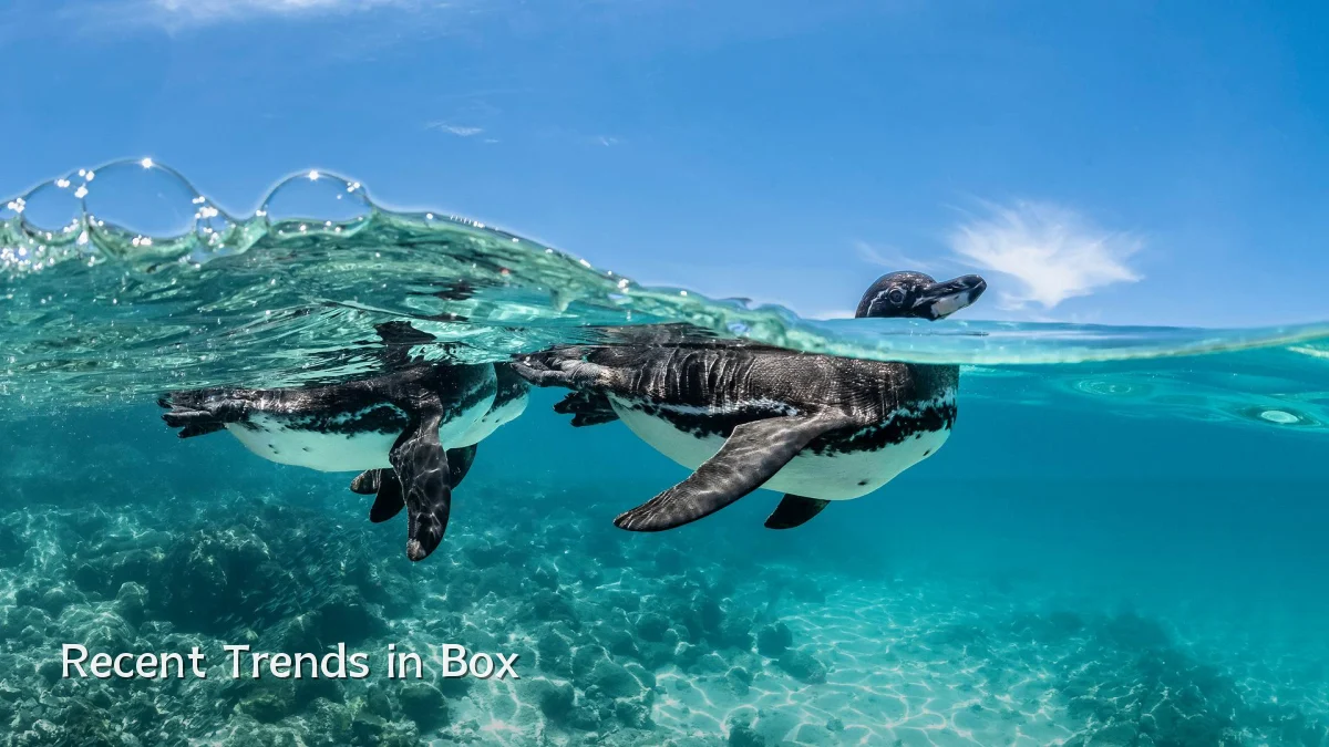 Recent Trends in Box